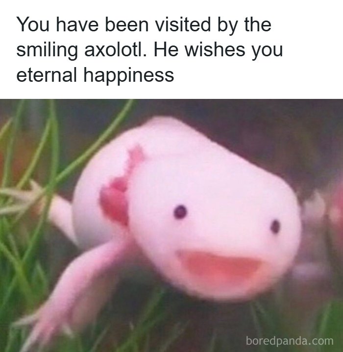 Get Ready to Smile: The Funniest, Cutest Memes That'll Totally Make Your Day