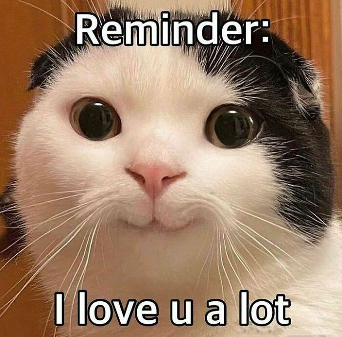 Get Ready to Smile: The Funniest, Cutest Memes That'll Totally Make Your Day