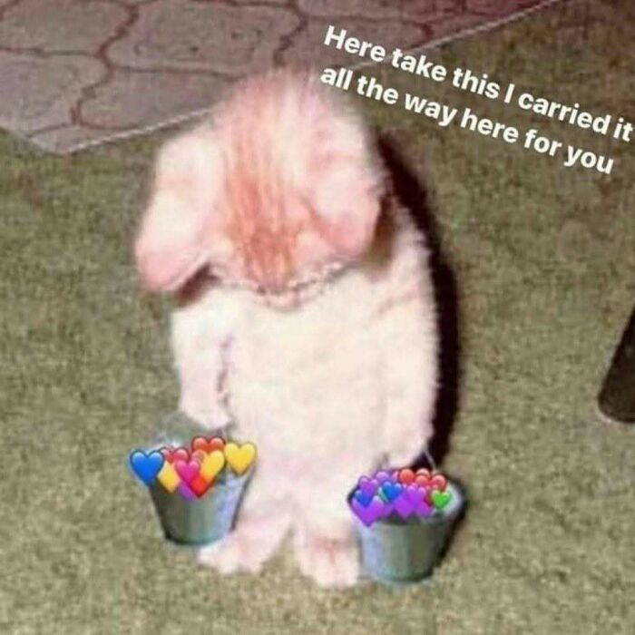 Get Ready to Smile: The Funniest, Cutest Memes That'll Totally Make Your Day