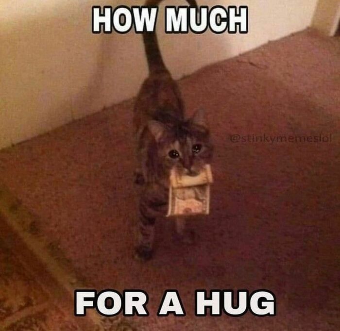 Get Ready to Smile: The Funniest, Cutest Memes That'll Totally Make Your Day