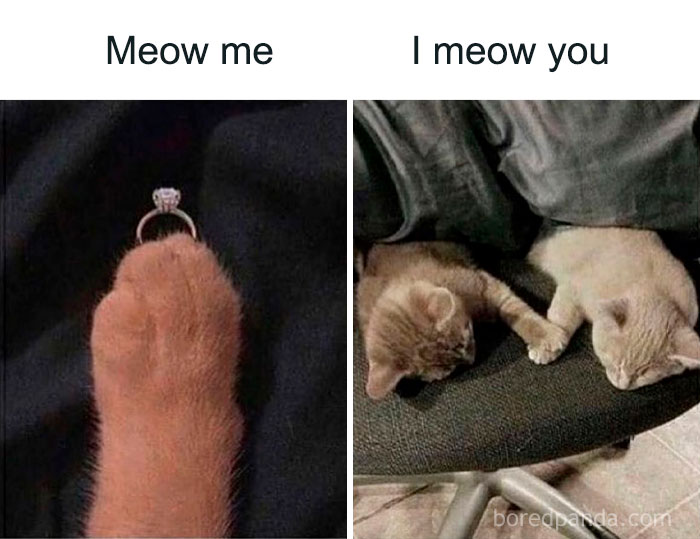 Get Ready to Smile: The Funniest, Cutest Memes That'll Totally Make Your Day