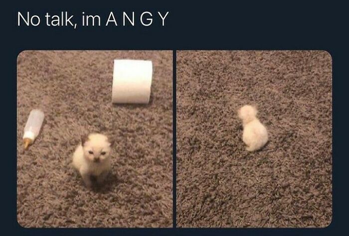 Get Ready to Smile: The Funniest, Cutest Memes That'll Totally Make Your Day