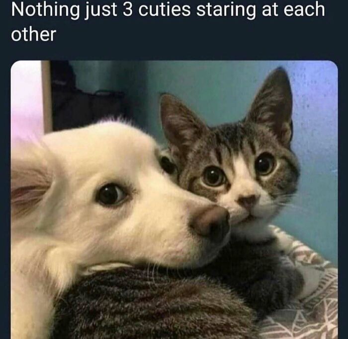 Get Ready to Smile: The Funniest, Cutest Memes That'll Totally Make Your Day