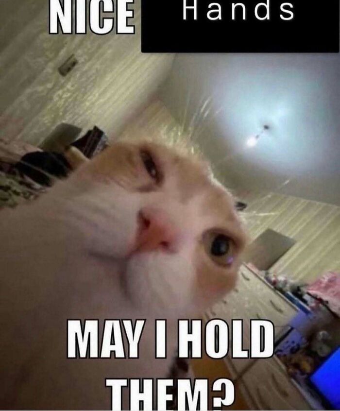 Get Ready to Smile: The Funniest, Cutest Memes That'll Totally Make Your Day