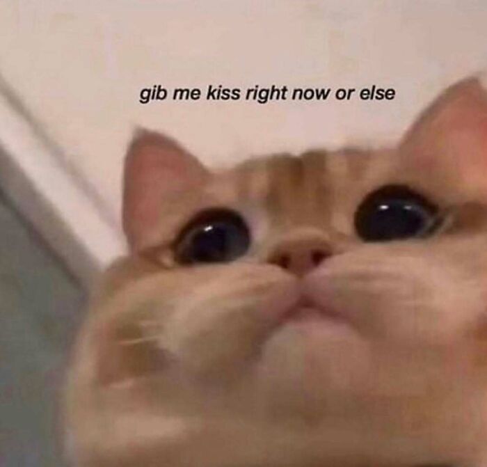 Get Ready to Smile: The Funniest, Cutest Memes That'll Totally Make Your Day