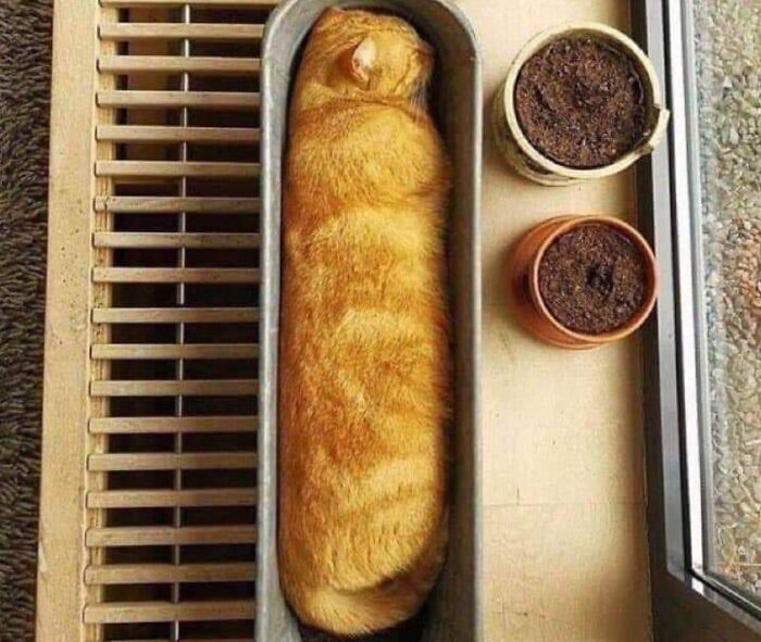 Loaf of Bread? Nope, Trick Your Eyes!
