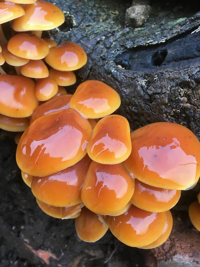 Forest Caramels or Just Brown Stuff?