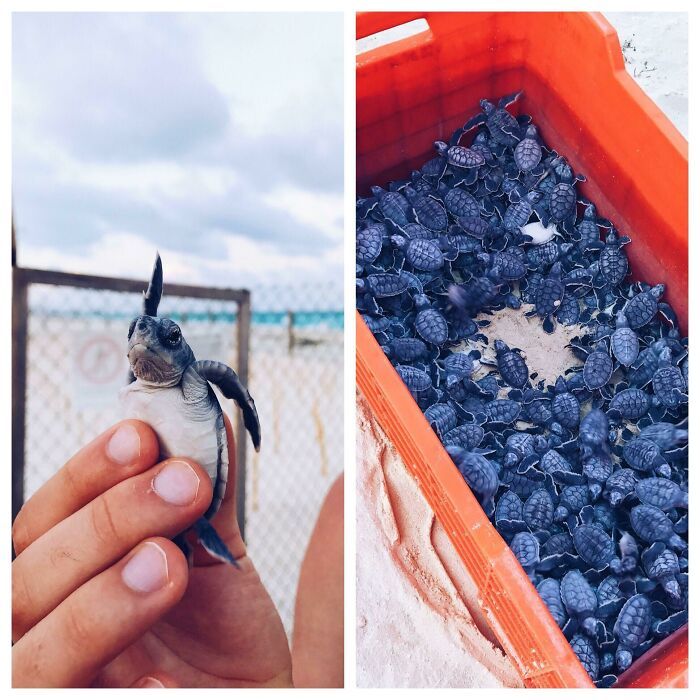 Blueberries? Nope, Just Forbidden Berries
