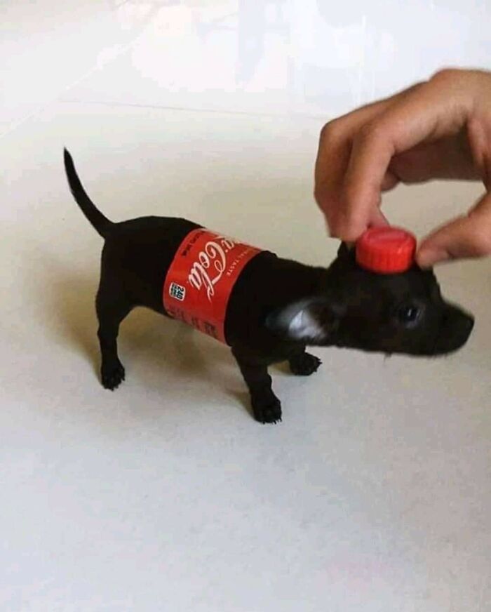 Forbidden Coke – Looks Fizzy, Totally Not!