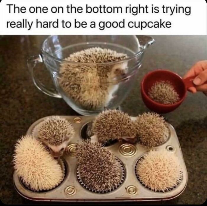 Cupcakes or Cupcakers? You Decide!