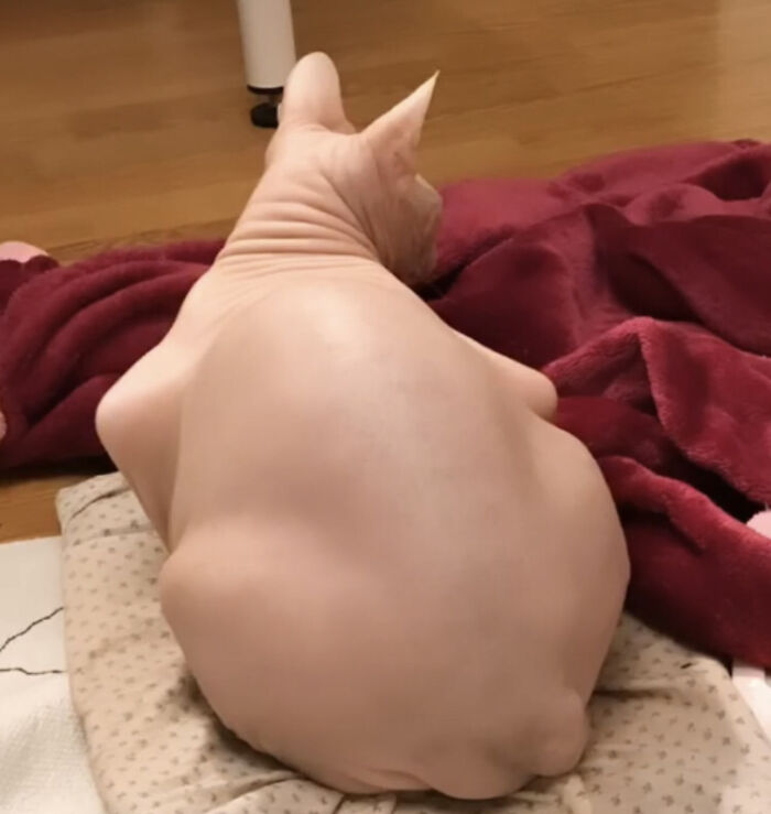 Rotisserie Chicken? Or Just a Chicken Impersonator?
