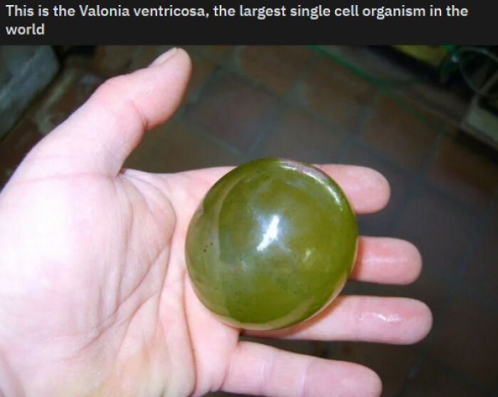 Grape or Some Other Globe?