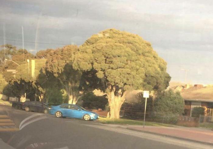 Broccoli or Just a Green Impostor?