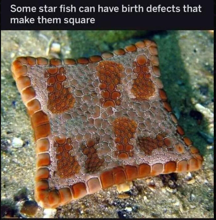 Toast or Just Toasty Looking?
