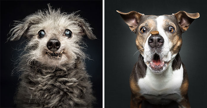 32 Senior Dogs With Gray Snouts That Tell the Best Life Stories