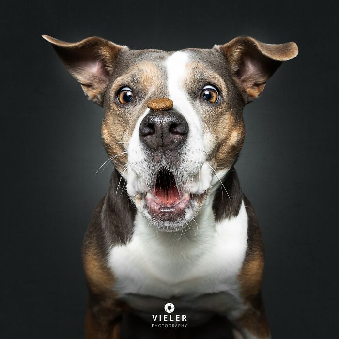 32 Senior Dogs With Gray Snouts That Tell the Best Life Stories