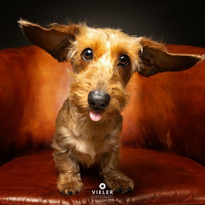 32 Senior Dogs With Gray Snouts That Tell the Best Life Stories