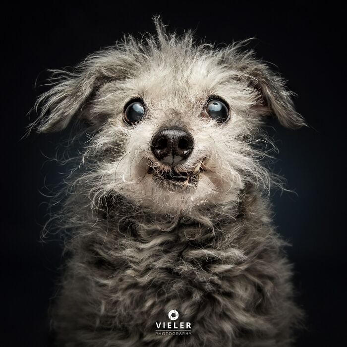 32 Senior Dogs With Gray Snouts That Tell the Best Life Stories
