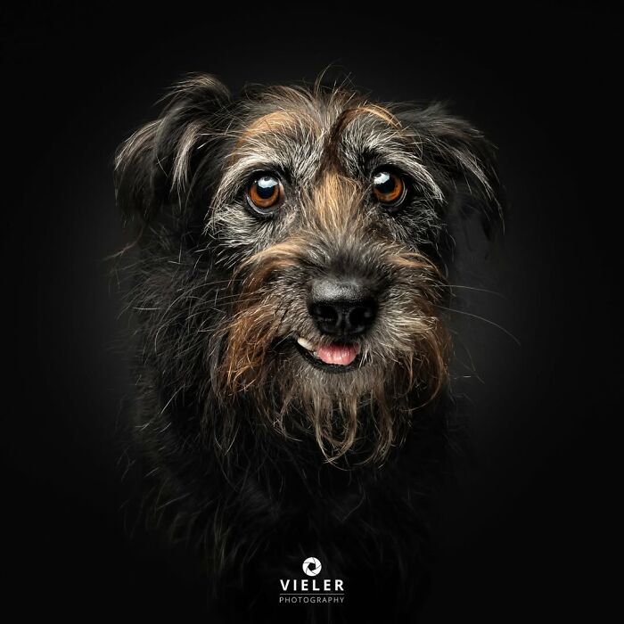 32 Senior Dogs With Gray Snouts That Tell the Best Life Stories