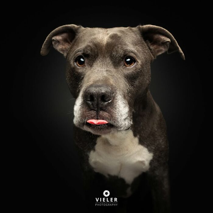 32 Senior Dogs With Gray Snouts That Tell the Best Life Stories