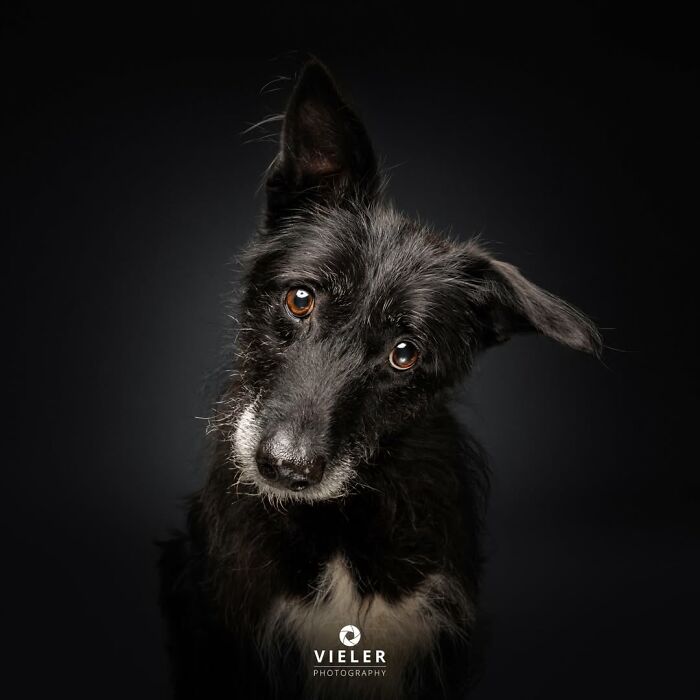 32 Senior Dogs With Gray Snouts That Tell the Best Life Stories