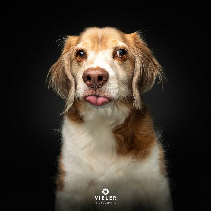 32 Senior Dogs With Gray Snouts That Tell the Best Life Stories
