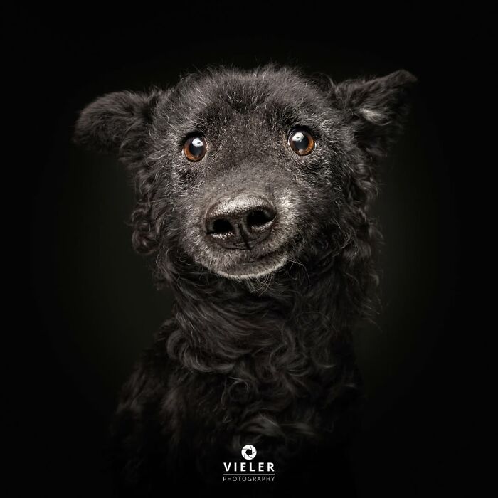32 Senior Dogs With Gray Snouts That Tell the Best Life Stories