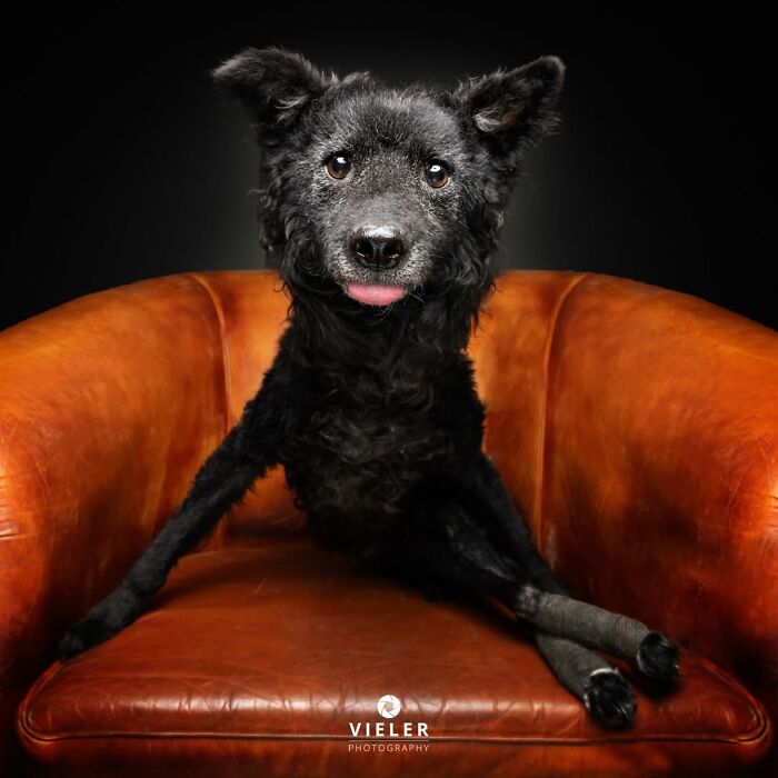 32 Senior Dogs With Gray Snouts That Tell the Best Life Stories