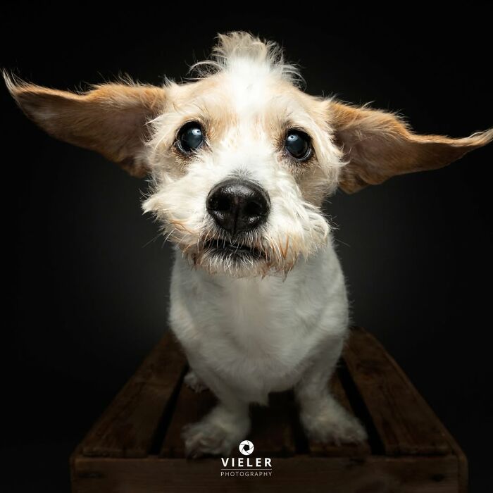 32 Senior Dogs With Gray Snouts That Tell the Best Life Stories