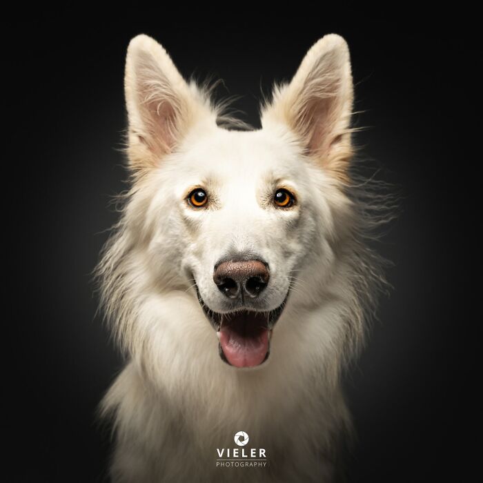 32 Senior Dogs With Gray Snouts That Tell the Best Life Stories
