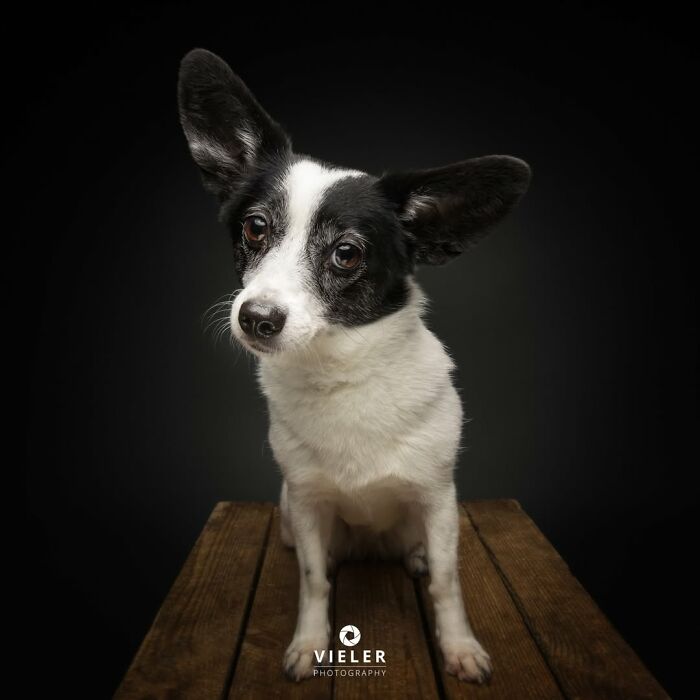 32 Senior Dogs With Gray Snouts That Tell the Best Life Stories