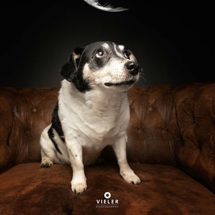 32 Senior Dogs With Gray Snouts That Tell the Best Life Stories