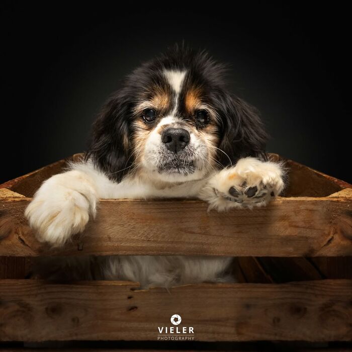 32 Senior Dogs With Gray Snouts That Tell the Best Life Stories