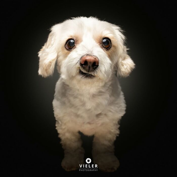 32 Senior Dogs With Gray Snouts That Tell the Best Life Stories