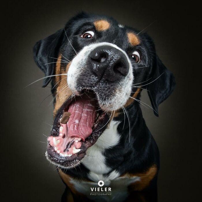 32 Senior Dogs With Gray Snouts That Tell the Best Life Stories