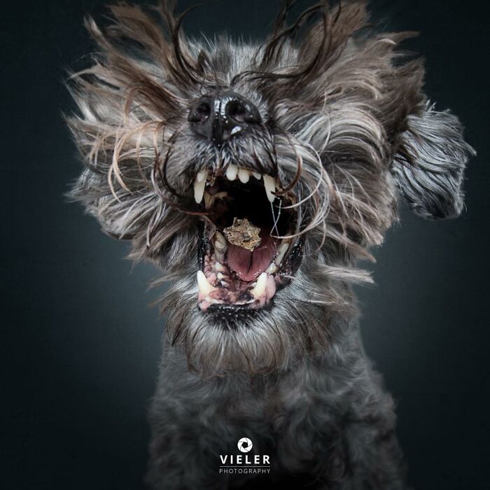 32 Senior Dogs With Gray Snouts That Tell the Best Life Stories