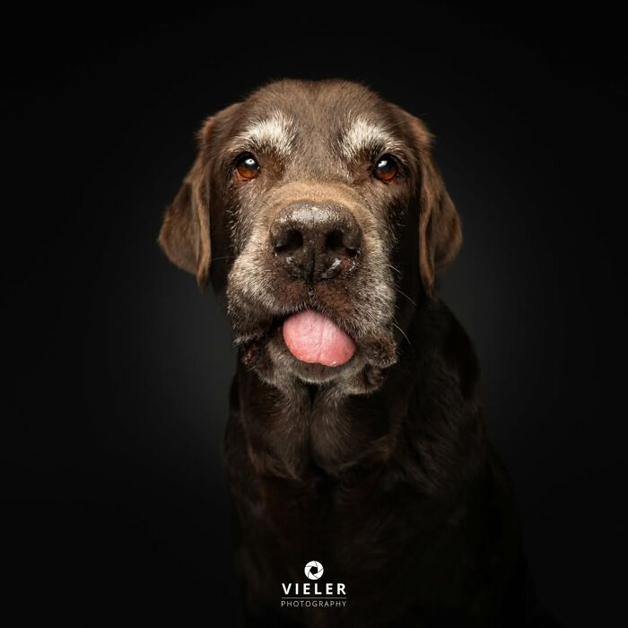 32 Senior Dogs With Gray Snouts That Tell the Best Life Stories
