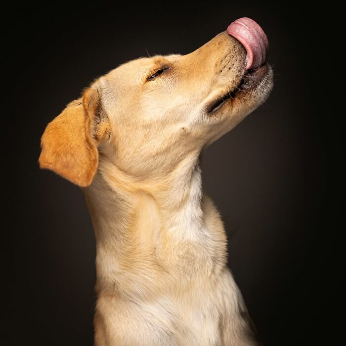 32 Senior Dogs With Gray Snouts That Tell the Best Life Stories