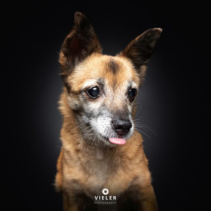 32 Senior Dogs With Gray Snouts That Tell the Best Life Stories