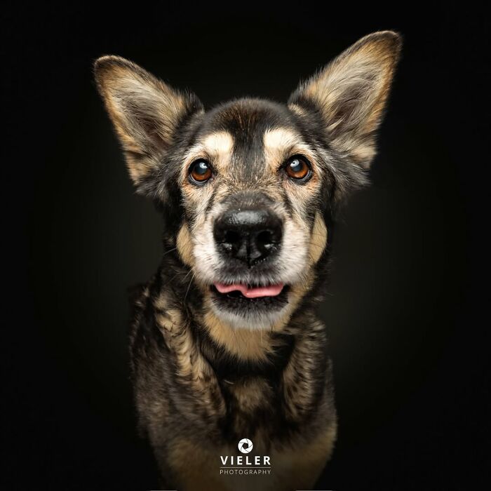 32 Senior Dogs With Gray Snouts That Tell the Best Life Stories