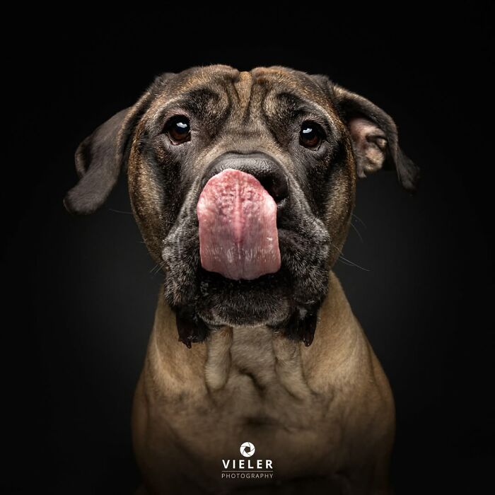 32 Senior Dogs With Gray Snouts That Tell the Best Life Stories