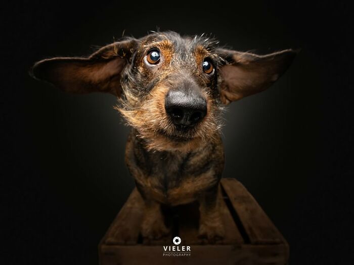 32 Senior Dogs With Gray Snouts That Tell the Best Life Stories
