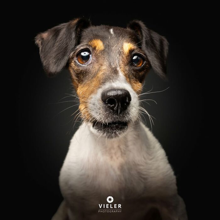 32 Senior Dogs With Gray Snouts That Tell the Best Life Stories