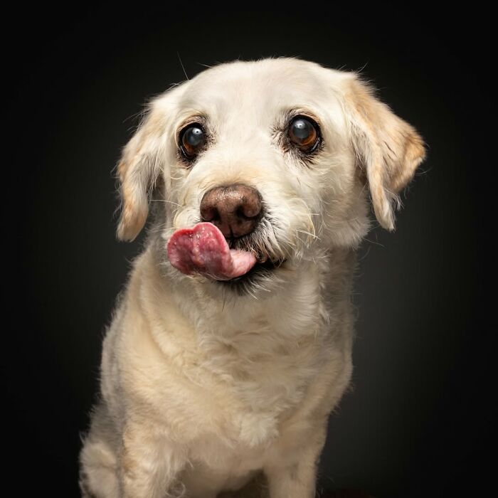 32 Senior Dogs With Gray Snouts That Tell the Best Life Stories