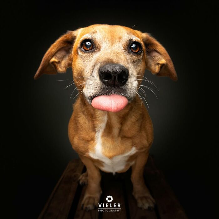 32 Senior Dogs With Gray Snouts That Tell the Best Life Stories