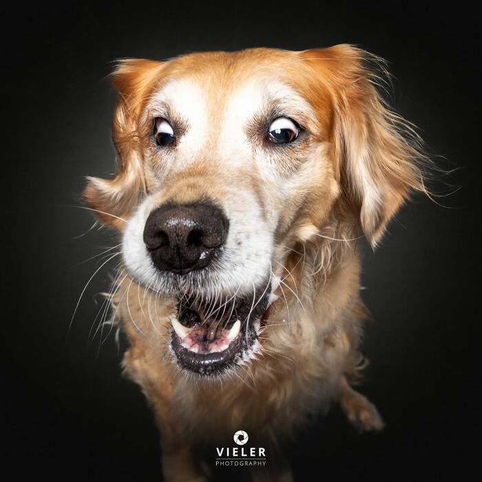 32 Senior Dogs With Gray Snouts That Tell the Best Life Stories