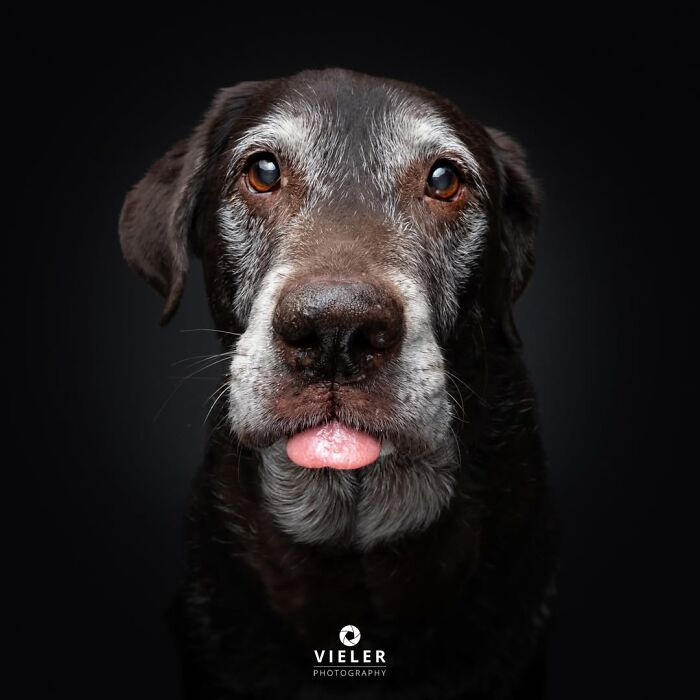 32 Senior Dogs With Gray Snouts That Tell the Best Life Stories