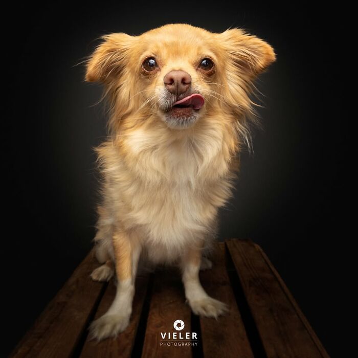 32 Senior Dogs With Gray Snouts That Tell the Best Life Stories
