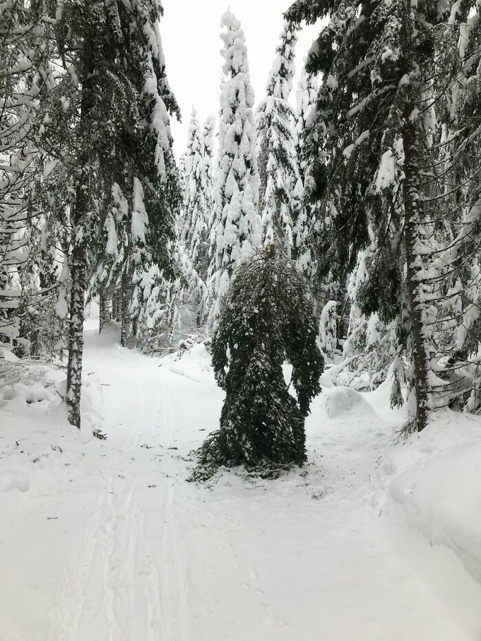 I Barely Kept My Cool When I Ran Into This While Skiing