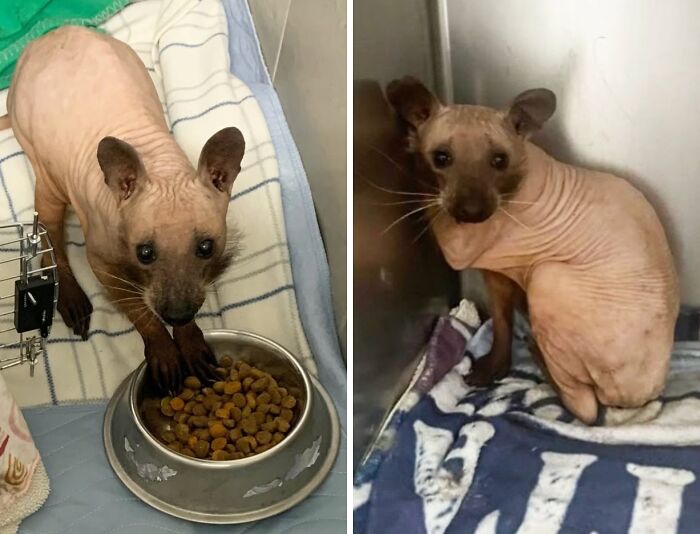 Hairless Raccoon? Yep, That’s A Thing